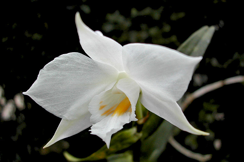 Dendrobium infundibulum Lindl. Dendrobium_infundibulum2.jpg