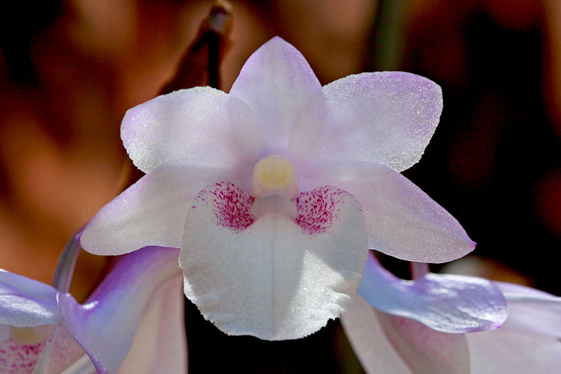 Dendrobium intricatum