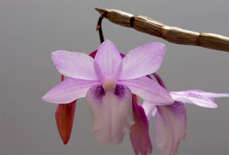 Dendrobium intricatum