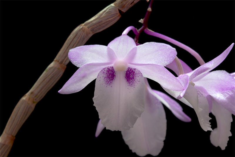 Dendrobium intricatum