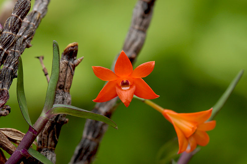 Dendrobium_jacobsonii1.jpg