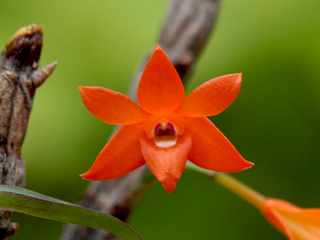 Dendrobium jacobsonii