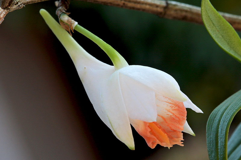 Dendrobium jaintianum Sabap. Dendrobium_jaintianum1.jpg