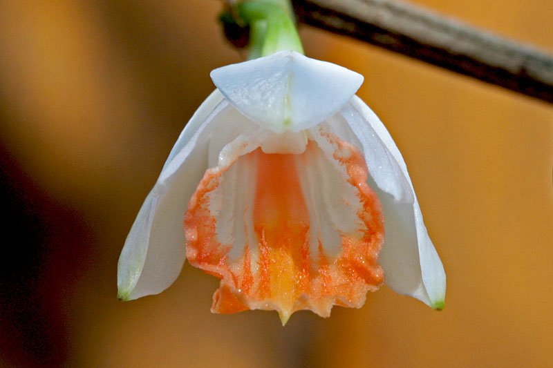 Dendrobium jaintianum