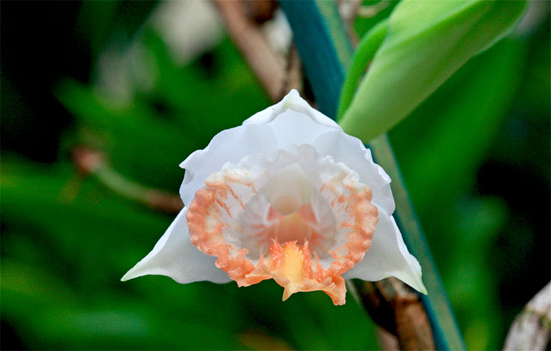 Dendrobium jaintianum