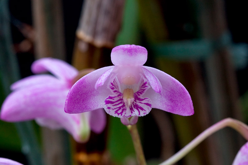 Dendrobium kingianum