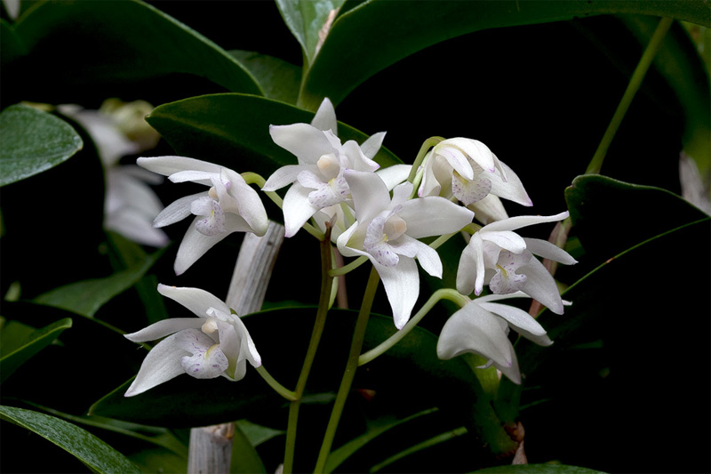 Dendrobium_kingianum6.jpg