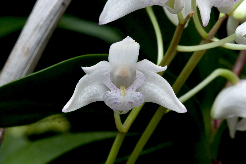 Dendrobium_kingianum7.jpg
