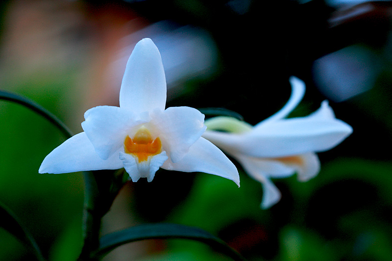 Dendrobium kontumense Gagnep. Dendrobium_kontumense3.jpg