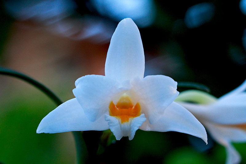 Dendrobium_kontumense4.jpg