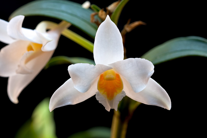 Dendrobium_kontumense5.jpg