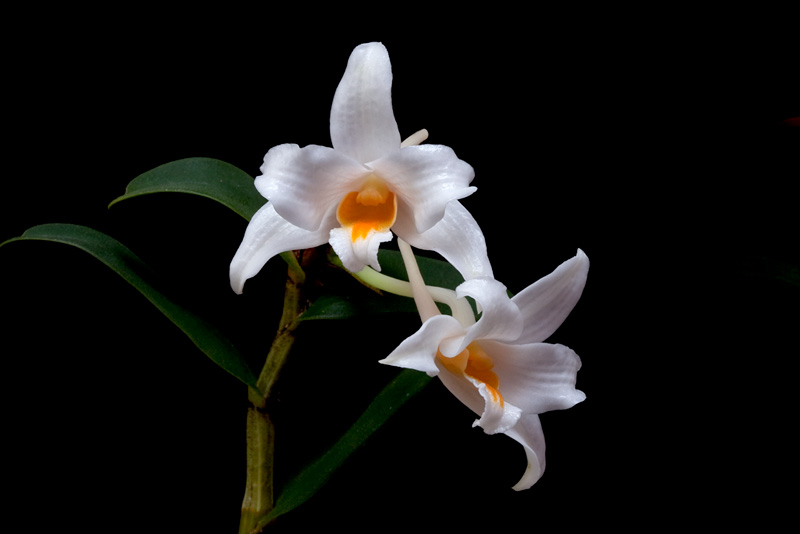 Dendrobium kontumense