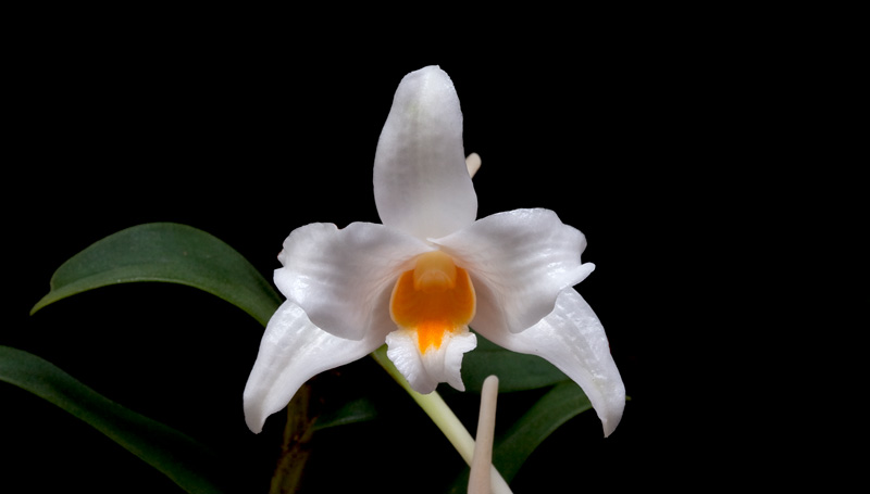 Dendrobium_kontumense7.jpg