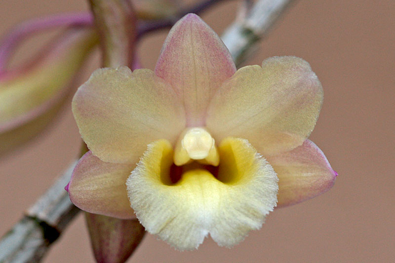 Dendrobium lampongense