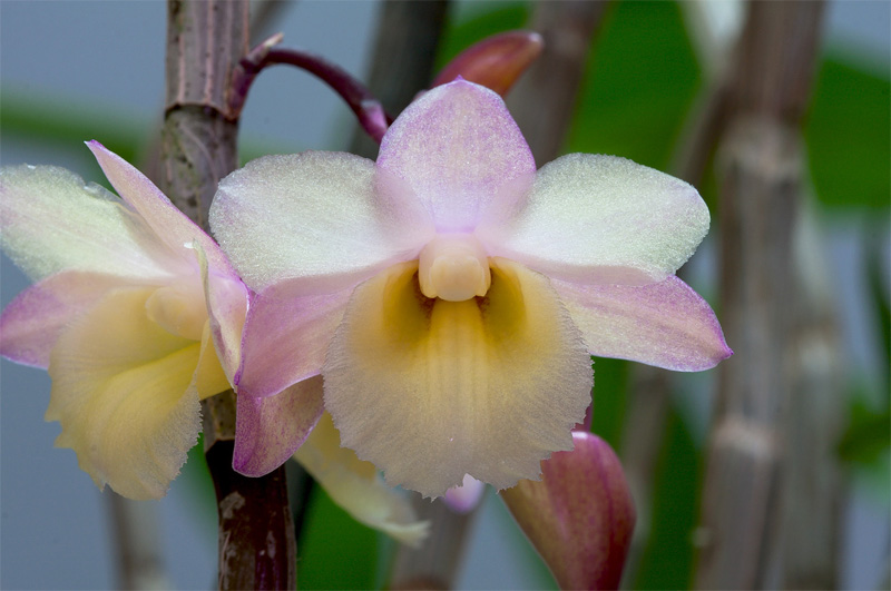 Dendrobium_lampongense4.jpg