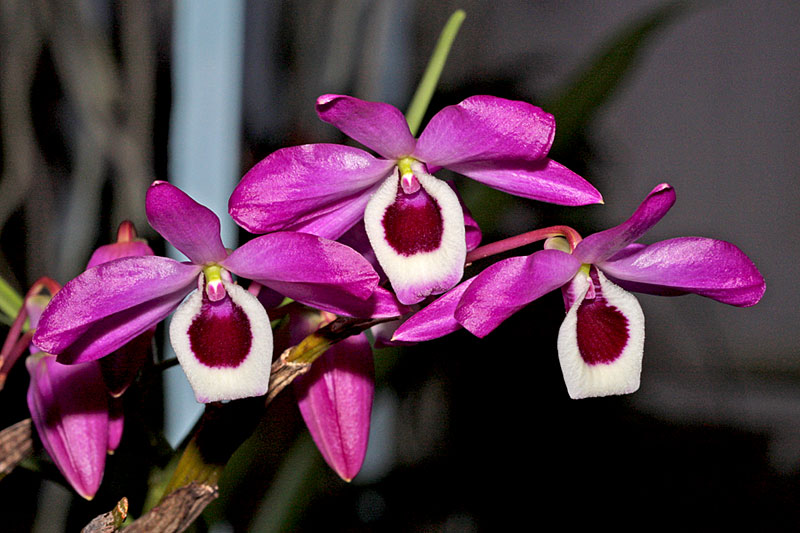 Dendrobium_linawianum1.jpg