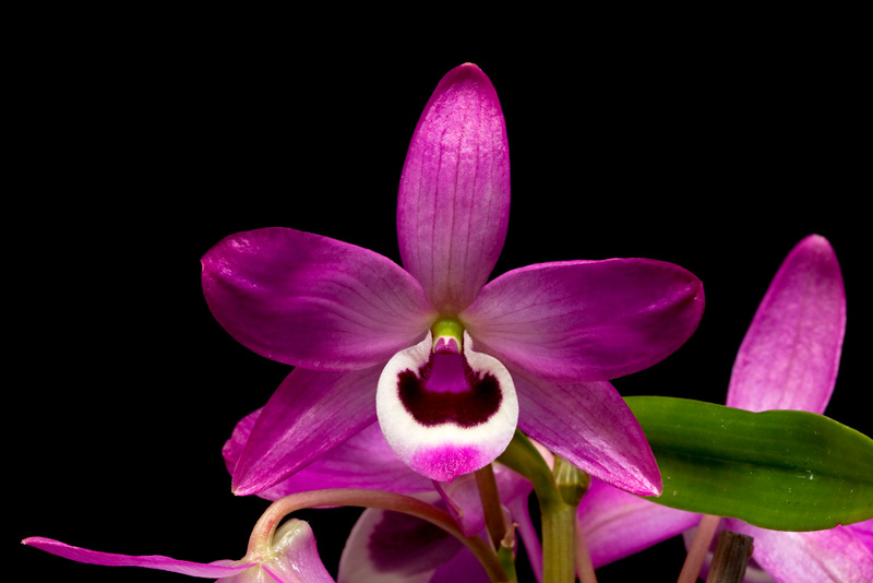 Dendrobium lituiflorum