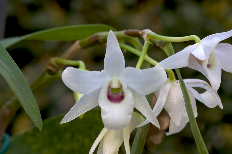 Dendrobium_lituiflorum4.jpg