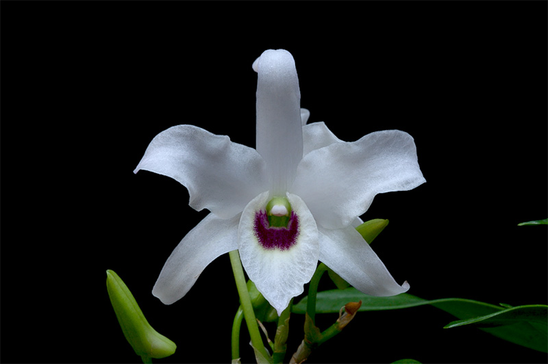 Dendrobium_lituiflorum6.jpg