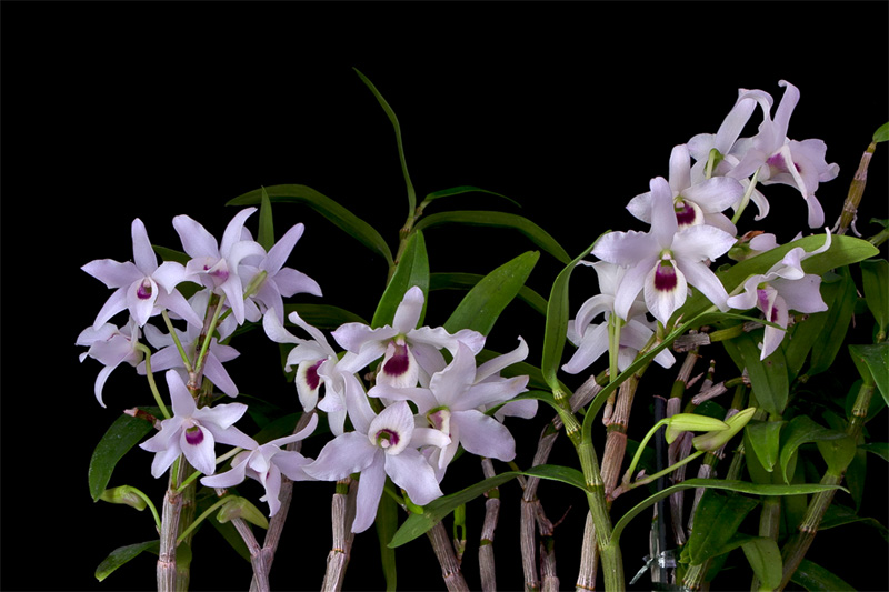 Dendrobium_lituiflorum7.jpg