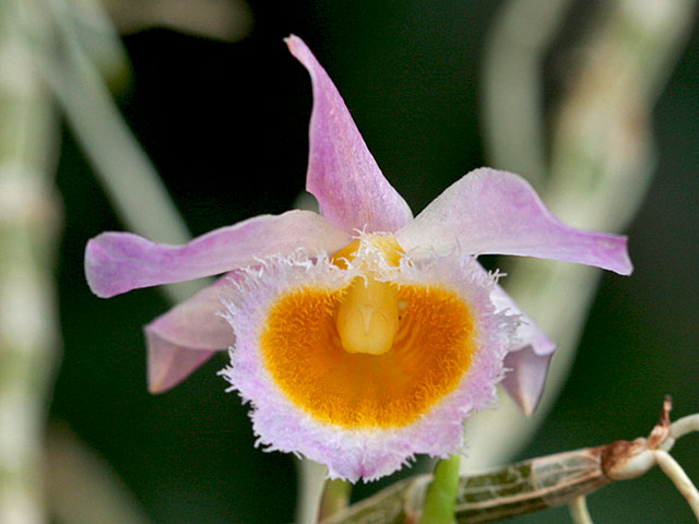 Dendrobium loddigesii