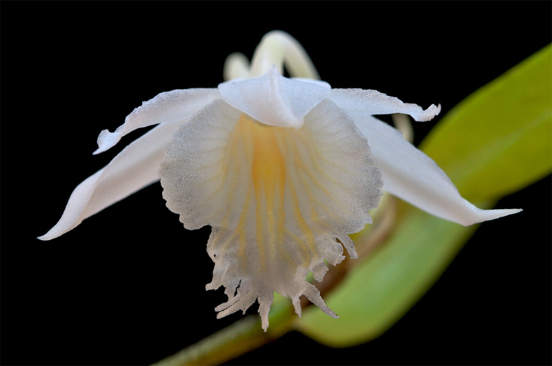 Dendrobium longicornu