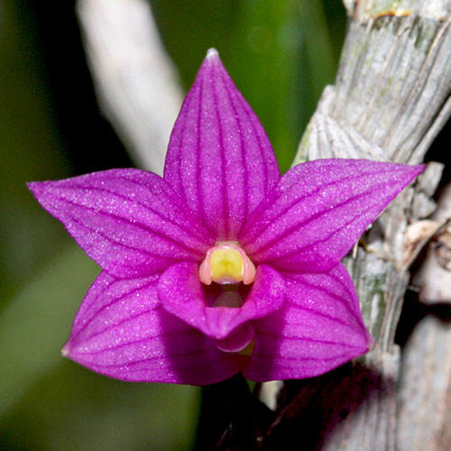 Dendrobium goldschmidtianum