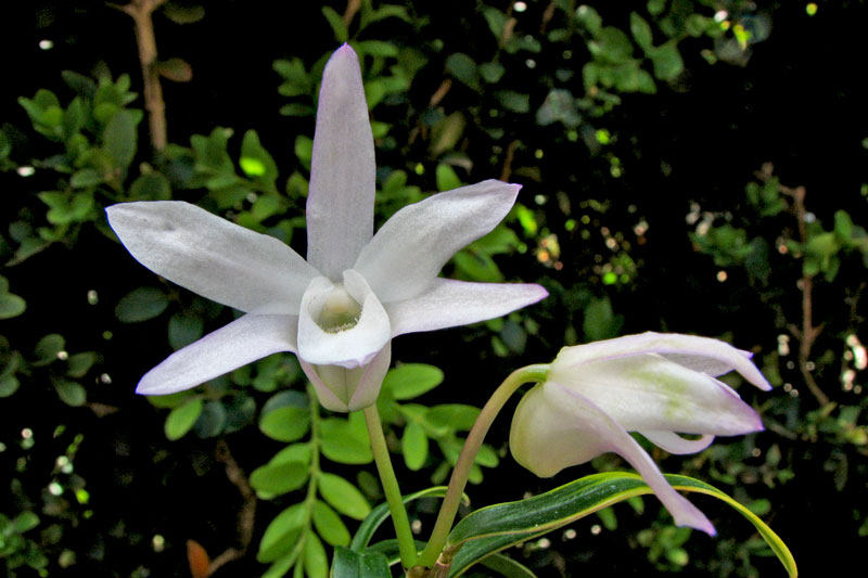 Dendrobium_monoliforme1.jpg