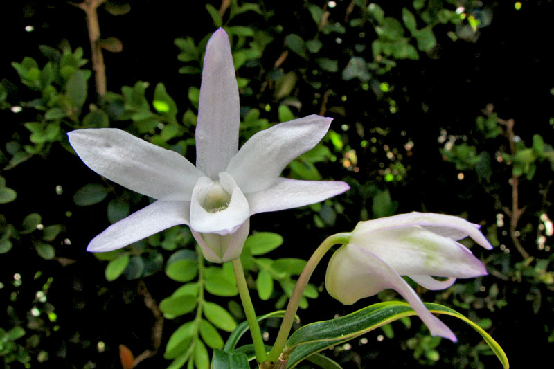 Dendrobium moniliforme