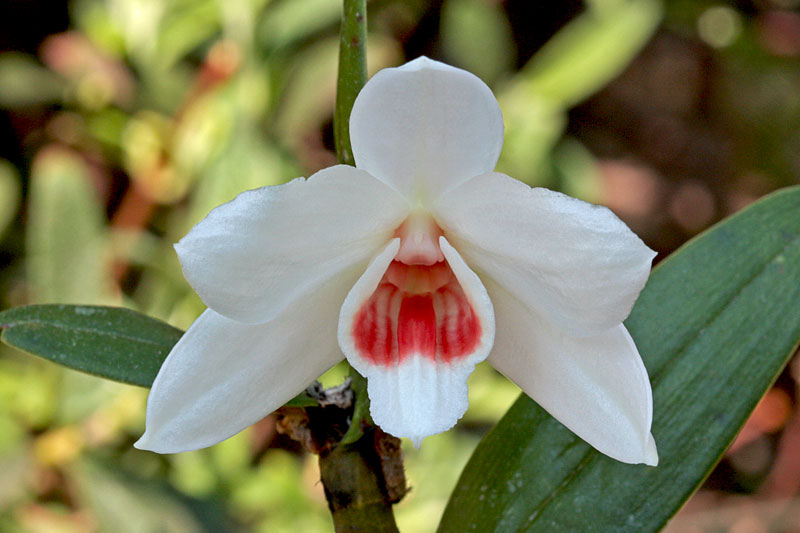 Dendrobium multilineatum