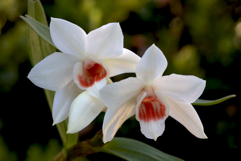 Dendrobium_multilineatum2.jpg