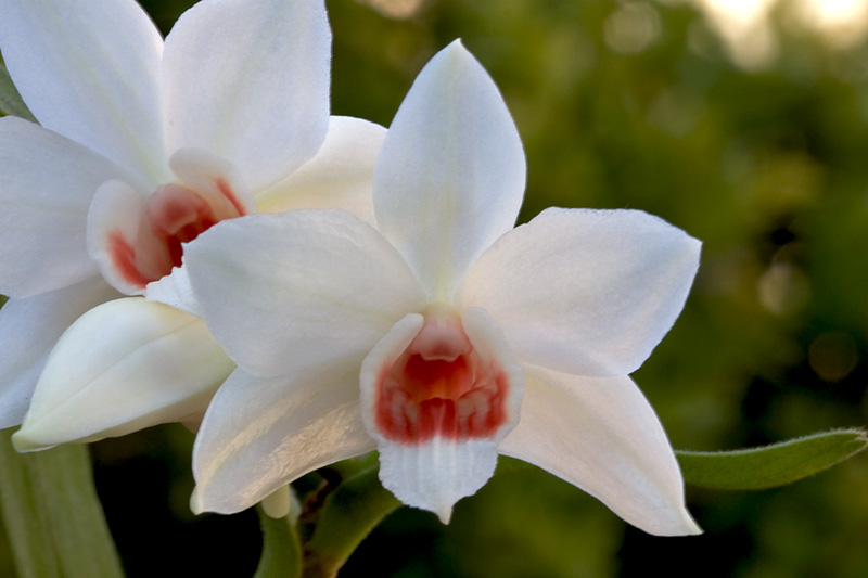 Dendrobium_multilineatum3.jpg