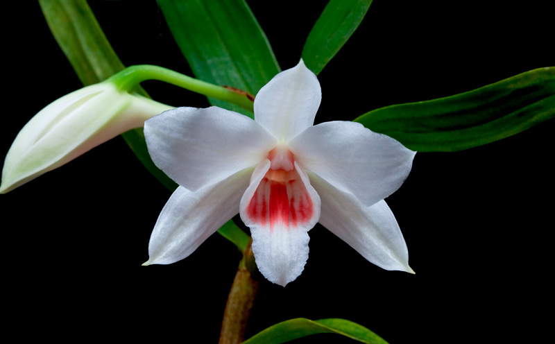 Dendrobium_multilineatum4.jpg