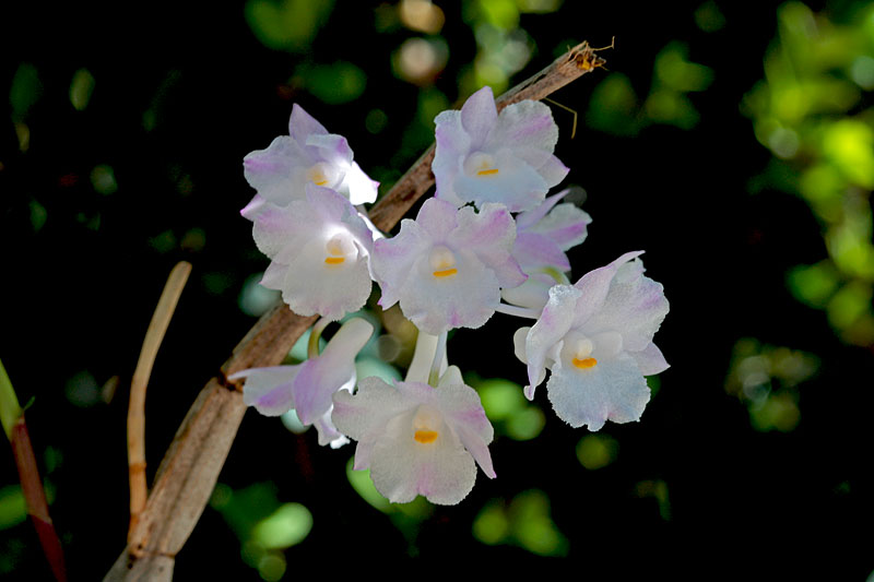 Dendrobium mutabile