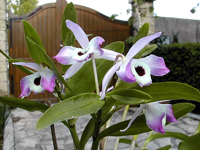 Dendrobium nobile Lindl. Dendrobium_nobile1.jpg