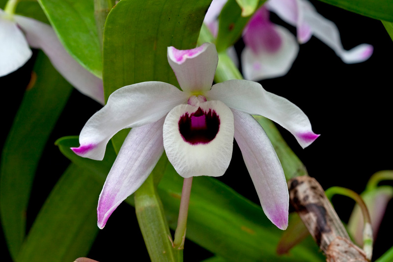 Dendrobium nobile