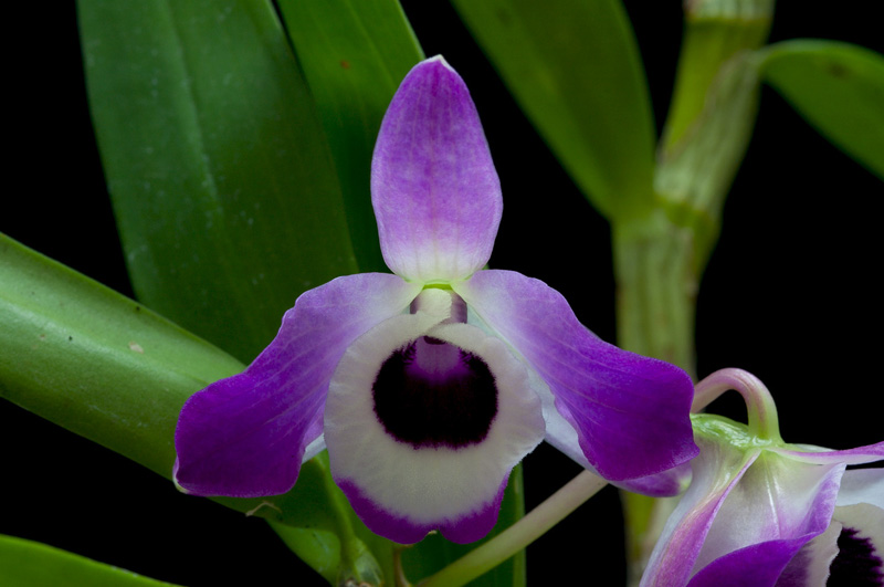 Dendrobium_nobile13.jpg