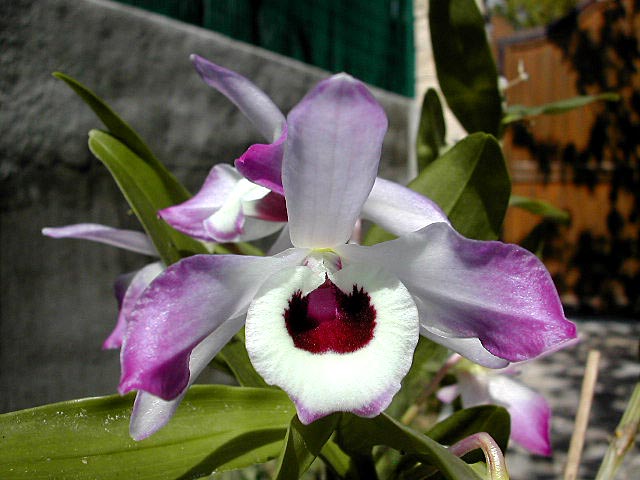 Dendrobium nobile