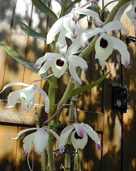 Dendrobium nobile