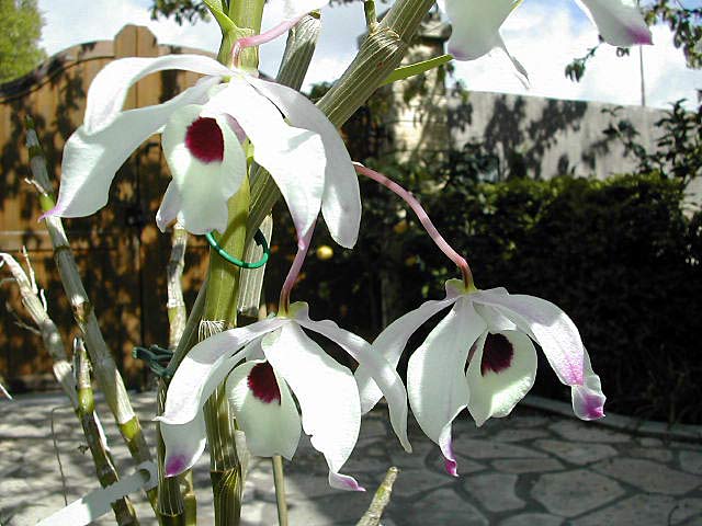 Dendrobium nobile Lindl. Dendrobium_nobile5.jpg