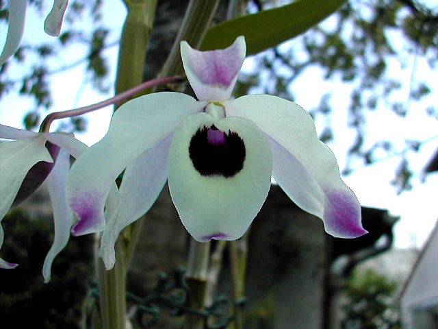 Dendrobium_nobile6.jpg