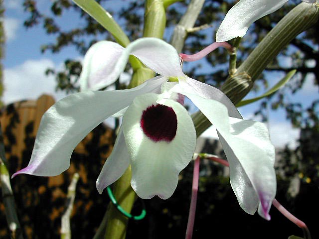 Dendrobium_nobile7.jpg