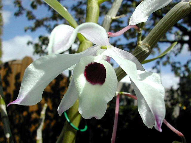 Dendrobium nobile Lindl. Dendrobium_nobile7.jpg