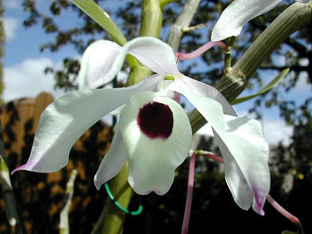 Dendrobium nobile