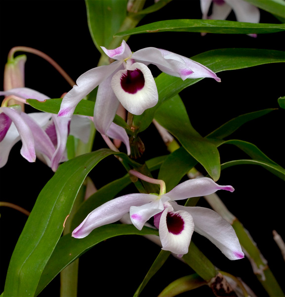 Dendrobium_nobile8.jpg