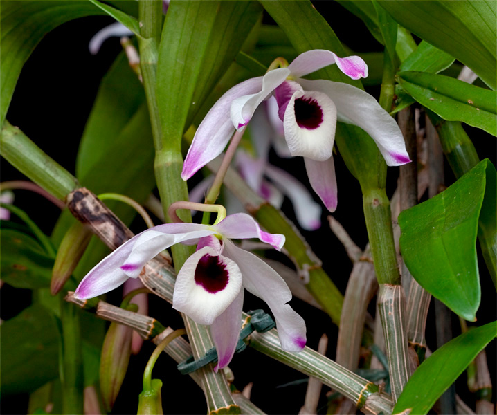 Dendrobium nobile