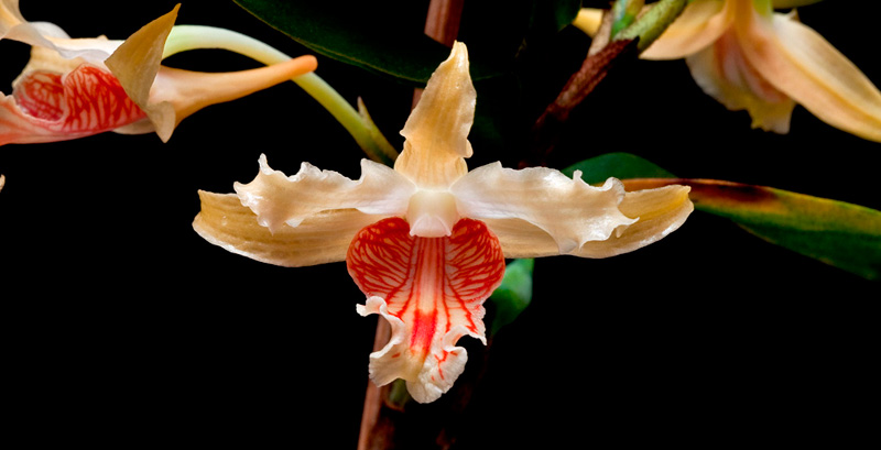 Dendrobium ochraceum De Wild. Dendrobium_ochraceum2.jpg