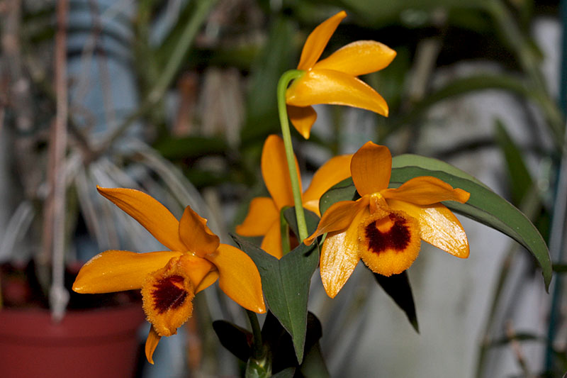 Dendrobium_ochreatum1.jpg