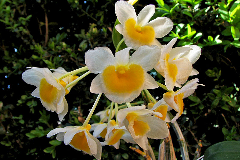 Dendrobium palpebrae