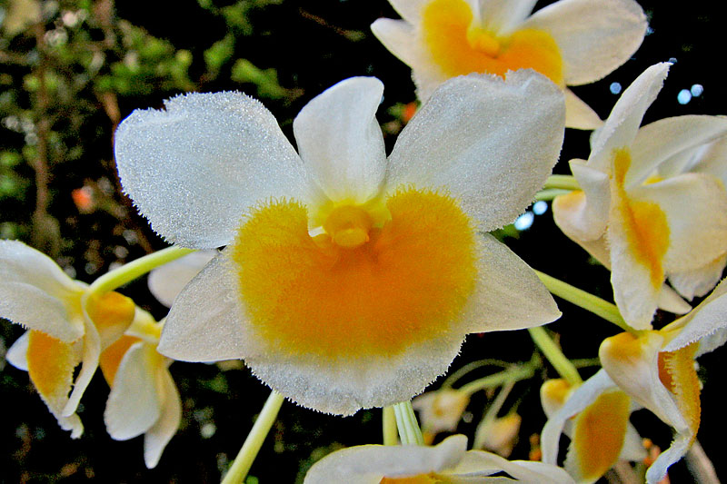 Dendrobium palpebrae